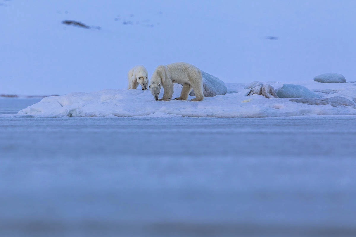 spitsbergen svalbard polar bear